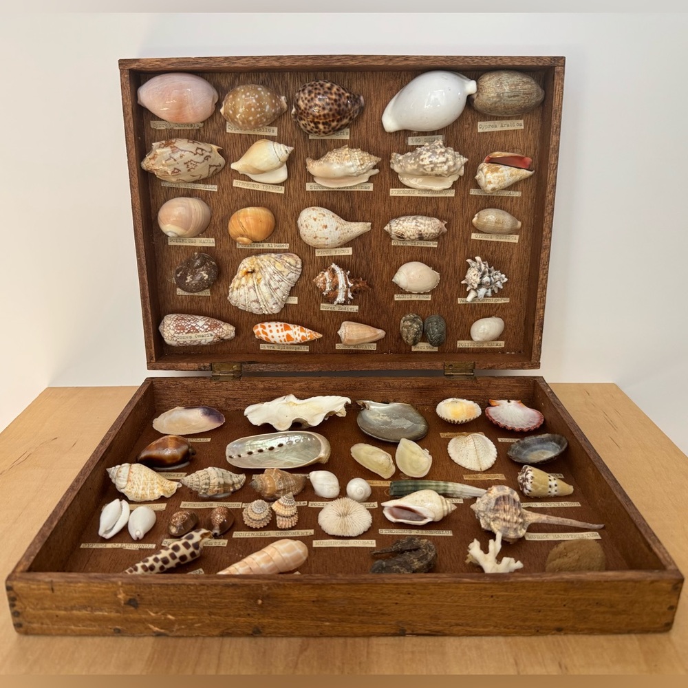 Antique / Vintage Seashell & Sea Creature Collection in Wooden Display Case